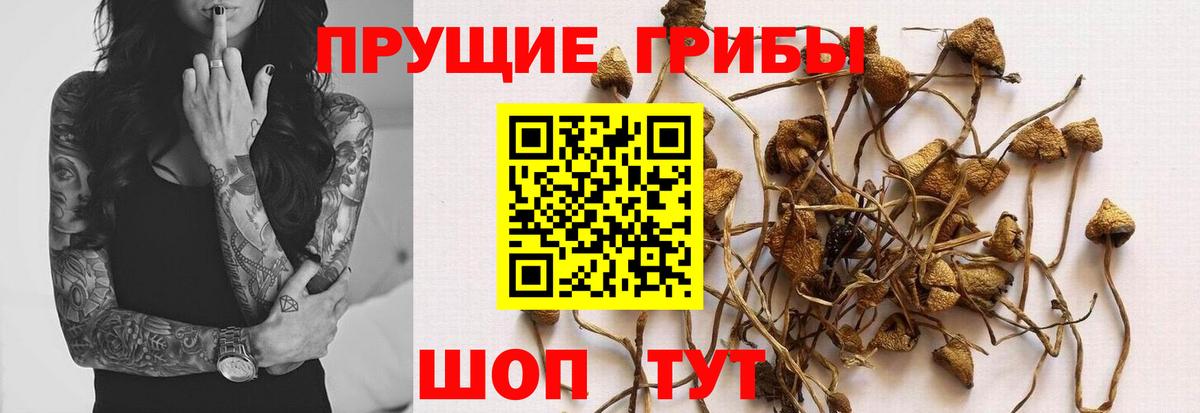 Псилоцибиновые грибы Psilocybine cubensis Новоуральск